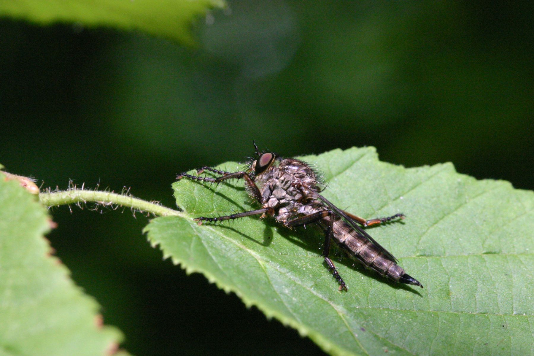 Asilidae